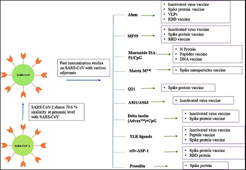 Adjuvants used in vaccine studies for the SARS-CoV-1 coronavirus could be useful in developing vaccines for the SARS-CoV-2