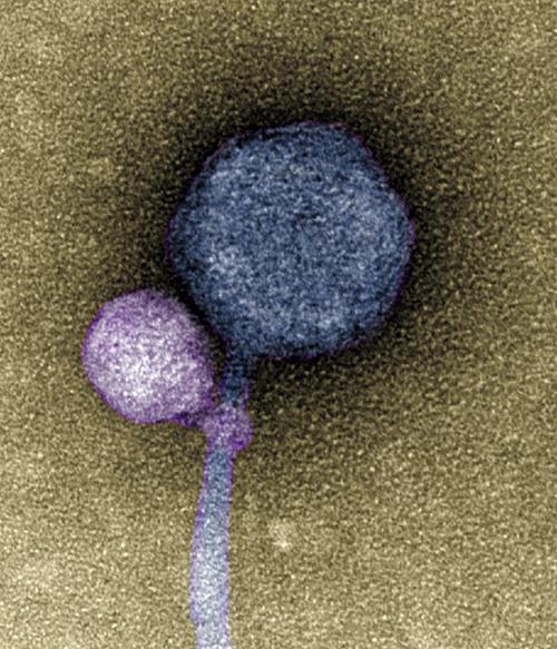 Vampire-like virus photo